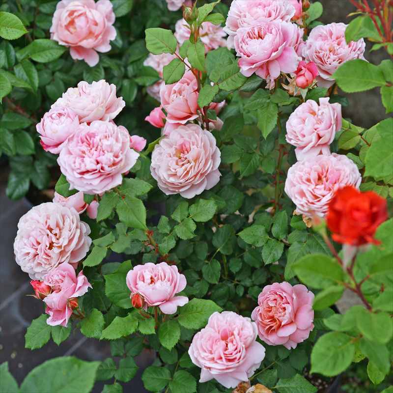 バラ大苗 ラ・テラス 7号 Dorieux｜花木04-PA | 花木・庭木,バラ