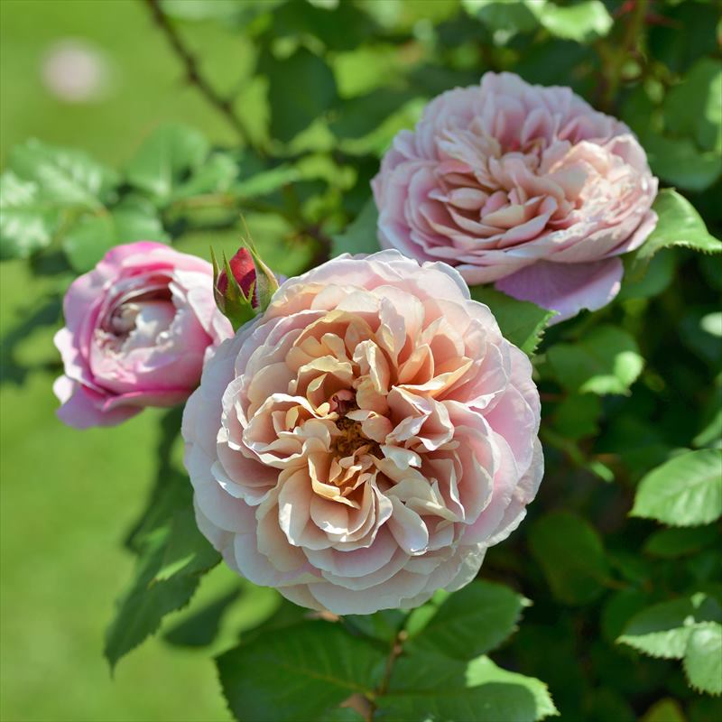 p*i様 8号鉢　接ぎ木苗　和バラ バラ苗 p*i様 8号鉢 接ぎ木苗 和バラ バラ苗