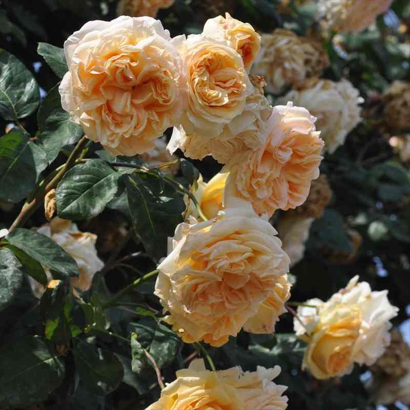 バラ大苗 アプリコットスカイ 7号 バルニ RoseBARNI｜花木04-PA | 花木