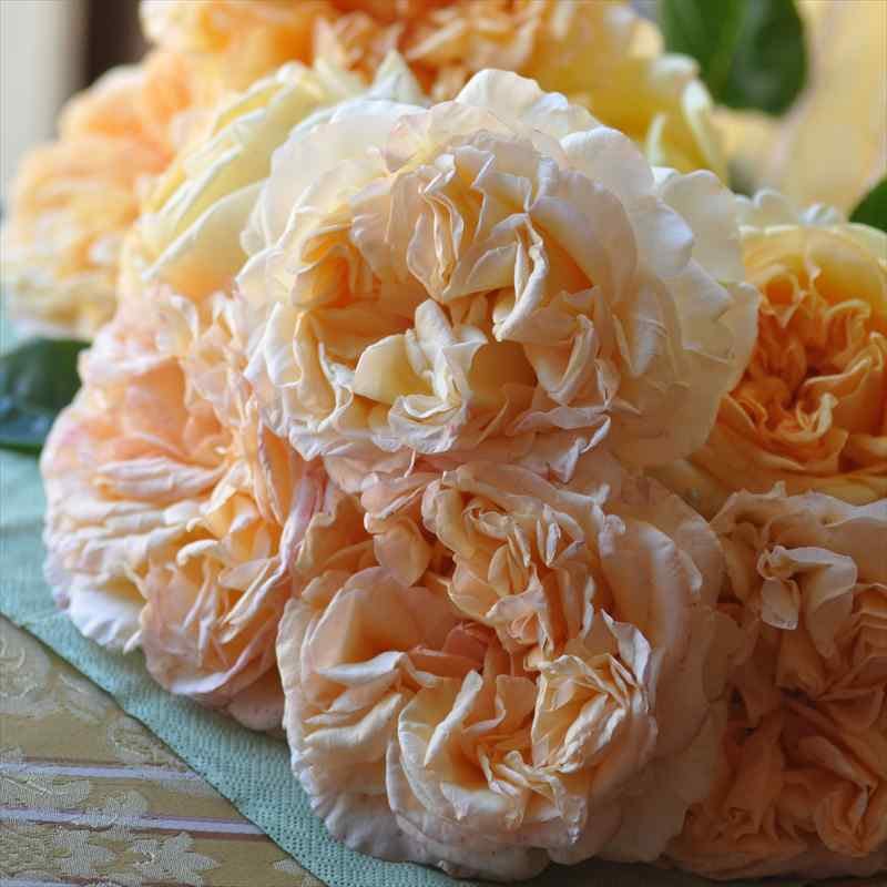 バラ大苗 アプリコットスカイ 7号 バルニ RoseBARNI｜花木04-PA | 花木
