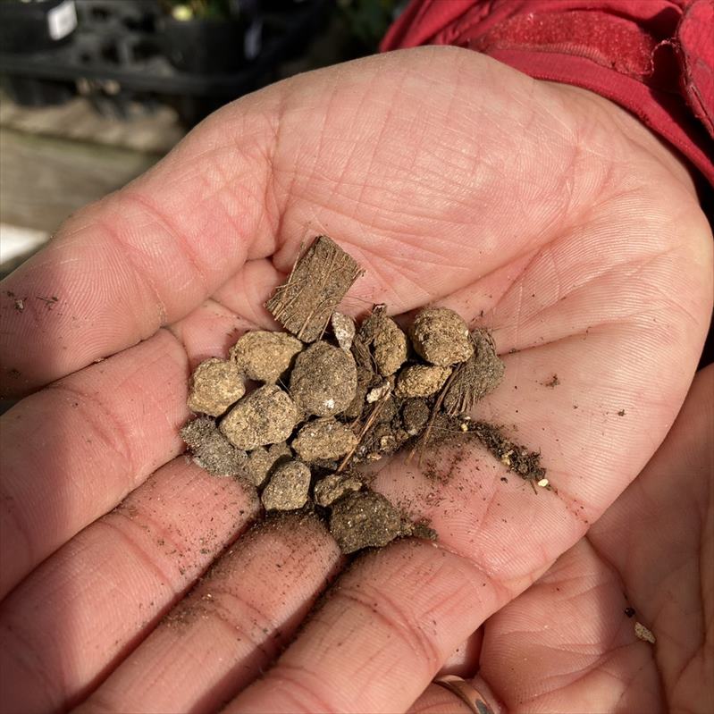 バラ大苗 アプリコットスカイ 7号 バルニ RoseBARNI｜花木04-PA