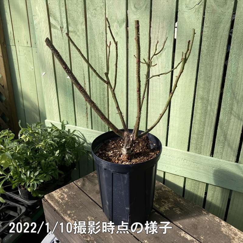 バラ大苗 アプリコットスカイ 7号 バルニ RoseBARNI｜花木04-PA | 花木