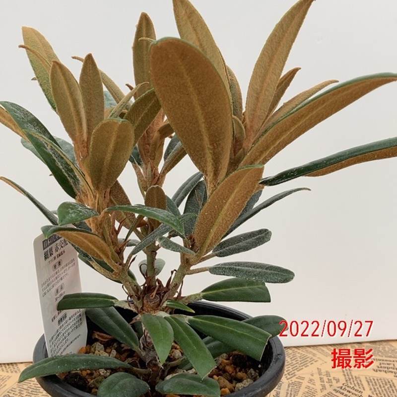 日本シャクナゲ 5号 細葉赤交配｜花木02-D2 | 花木・庭木