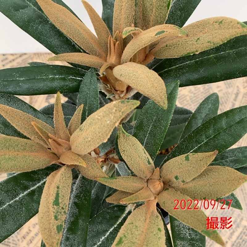 日本シャクナゲ 5号 細葉赤交配｜花木02-D2 | 花木・庭木,シャクナゲ