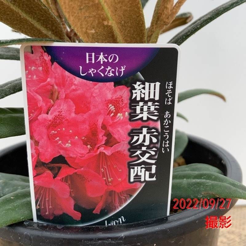 西洋シャクナゲ 石楠花 9号鉢 蕾付き 5年生 【公式通販】