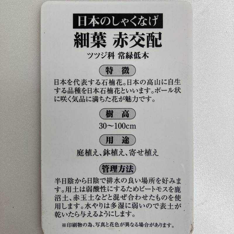 日本シャクナゲ 5号 細葉赤交配｜花木02-D2 | 花木・庭木,シャクナゲ