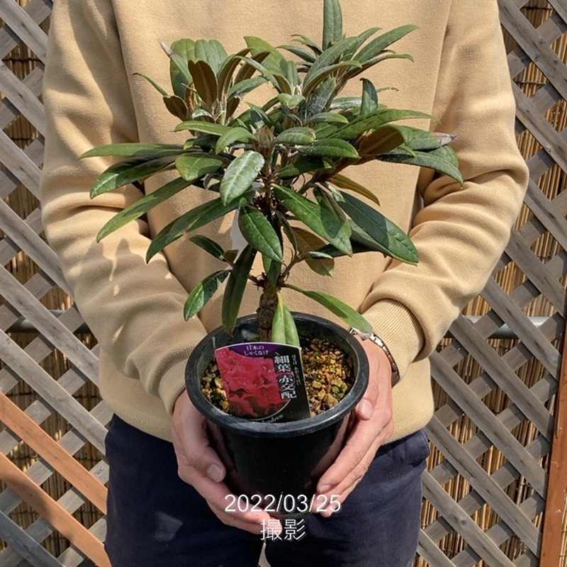 日本シャクナゲ 5号 細葉赤交配｜花木02-D2 | 花木・庭木,シャクナゲ