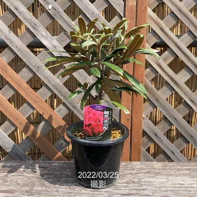 湯呑 中国 透かし 花火 花びら 葉 草 5脚 茶器 草木灰海棠茶船 | 雲華shop