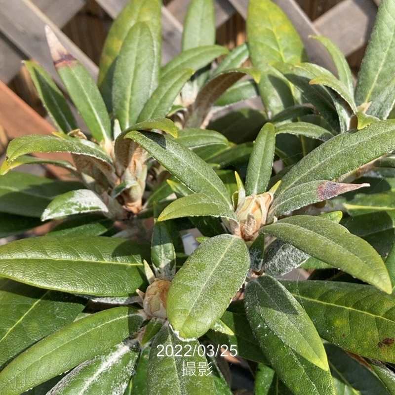 日本シャクナゲ 5号 細葉赤交配｜花木02-D2 | 花木・庭木,シャクナゲ