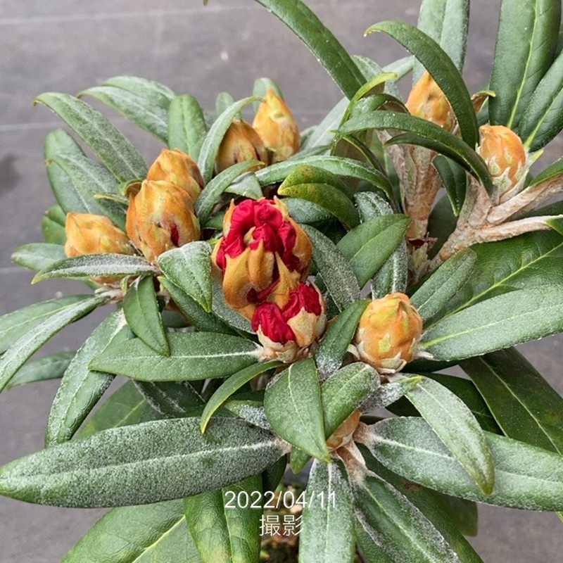 日本シャクナゲ 5号 細葉赤交配｜花木02-D2 | 花木・庭木,シャクナゲ