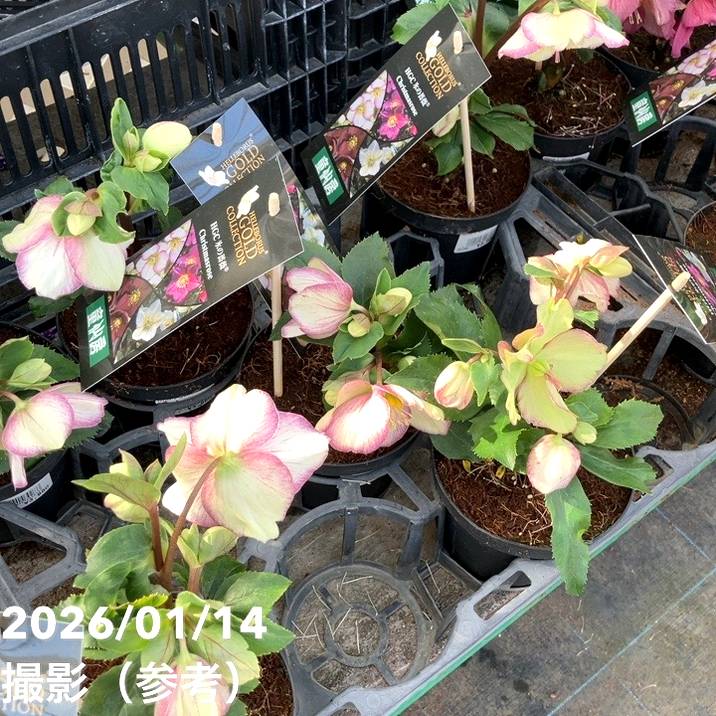 クリスマスローズ 氷の薔薇 4.5号 ピコティー｜山野04-PA | 草花