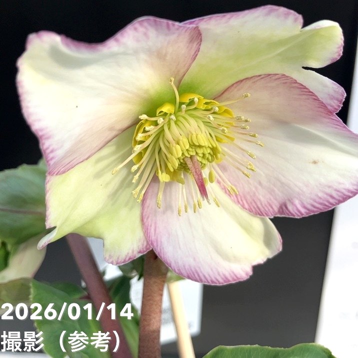 クリスマスローズ 氷の薔薇 4.5号 ピコティー｜山野04-PA | 草花