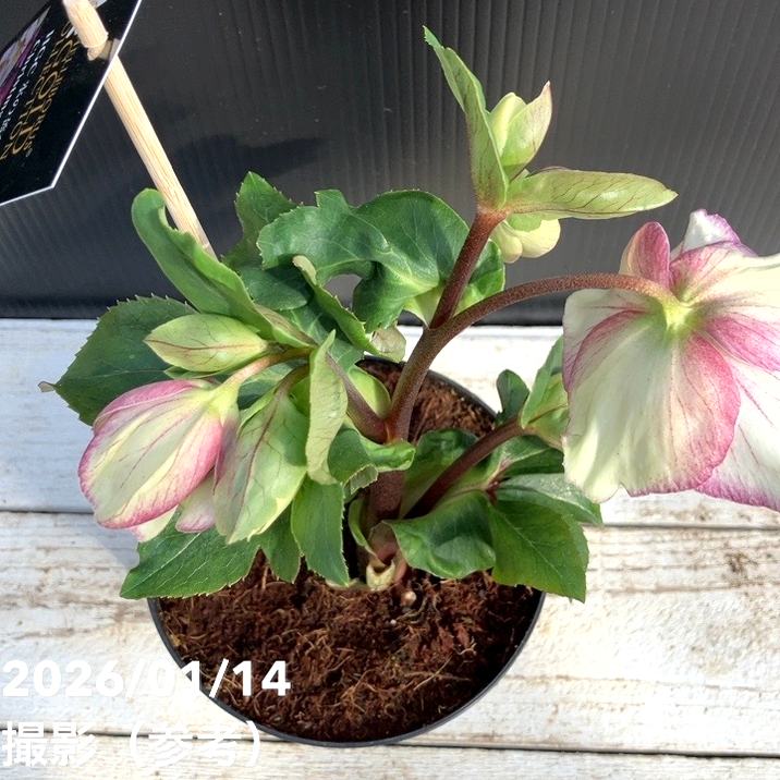 クリスマスローズ 氷の薔薇 4.5号 ピコティー｜山野04-PA | 草花