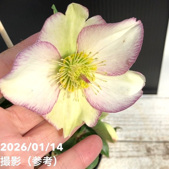 ペコ様ご購入苗㉖-261クリスマスローズ クリスマスローズ 開花苗 025