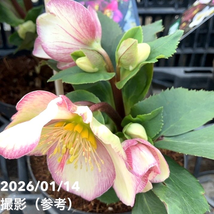 クリスマスローズ 氷の薔薇 4.5号 ピコティー｜山野04-PA | 草花