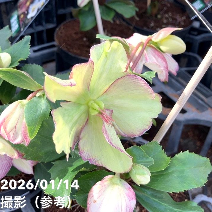 クリスマスローズ 氷の薔薇 4.5号 ピコティー｜山野04-PA | 草花