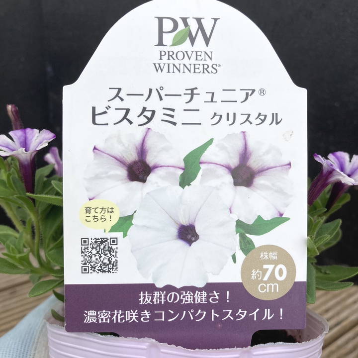 PW スーパーチュニア ビスタミニ クリスタル 3.5号×3株セット｜草花04