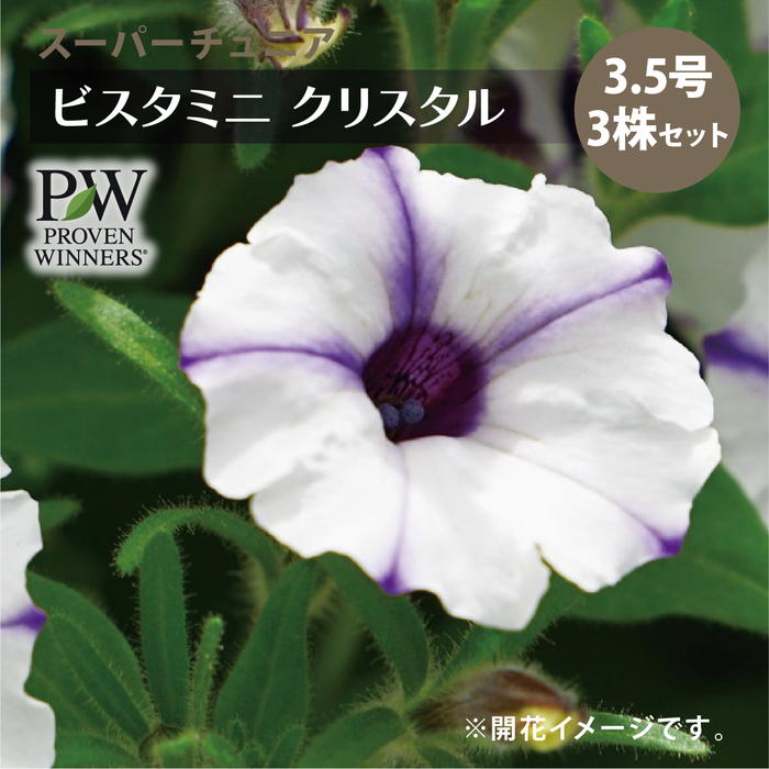 PW スーパーチュニア ビスタミニ クリスタル 3.5号×3株セット｜草花04