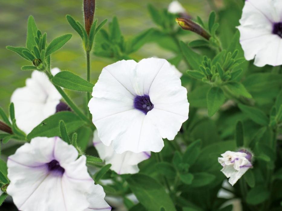 花 グッズ整理中 産地直送 草花ミックス 花束／長野 添える by 片桐花卉園からお届け