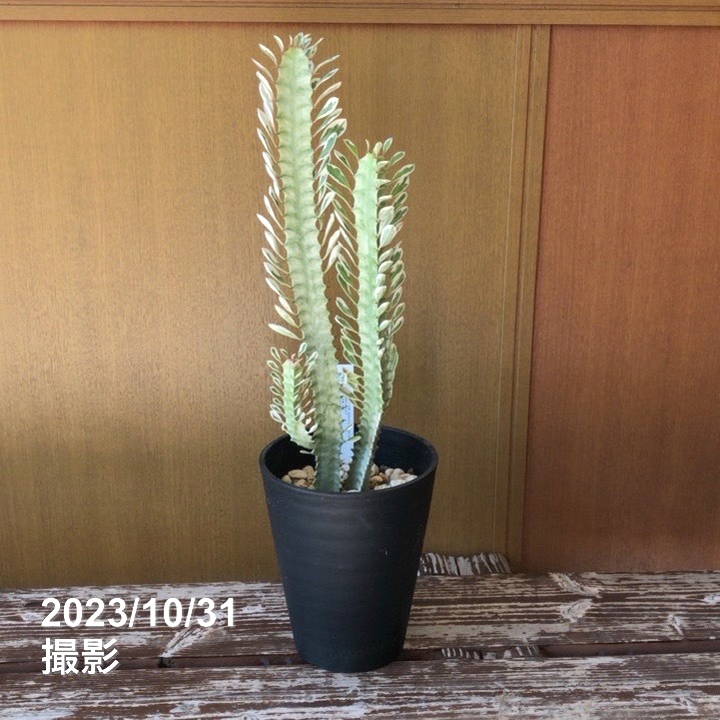 秋のバラ、長尺苗のお届け開始！ ｜ 写真の植物が届く「一点物