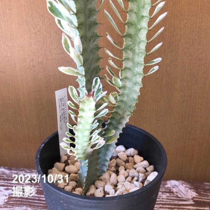 ユーフォルビア　ラクテア　ゴールドの陶器製ポット付き ユーフォルビア ラクテア ゴールドの陶器製ポット付き ユーフォルビア