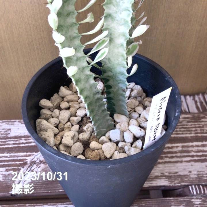 ユーフォルビア トリゴナ 白斑 5号｜花木04-PA | 観葉・多肉,[珍しい