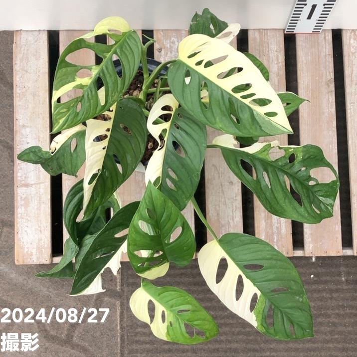 極美株！斑入りマドカズラ (モンステラ・アダンソニー