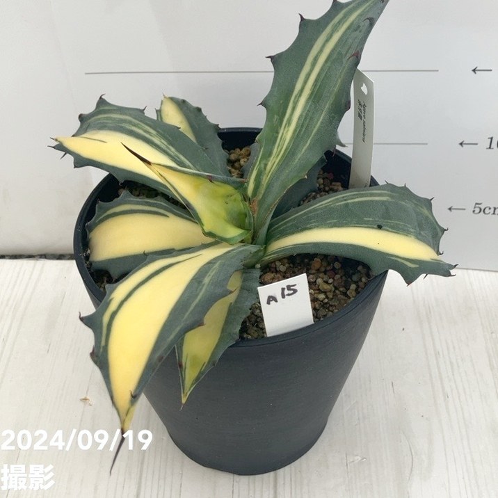 現品お届け】アガベ 5号 赤牙龍 Agave salmiana（A15）｜観葉01-D1