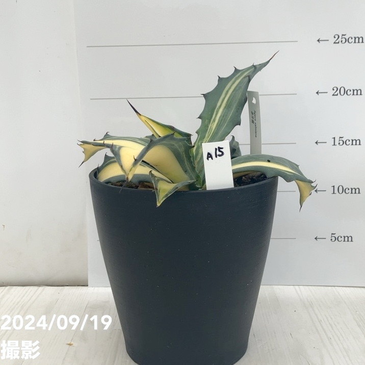現品お届け】アガベ 5号 赤牙龍 Agave salmiana（A15）｜観葉01-D1