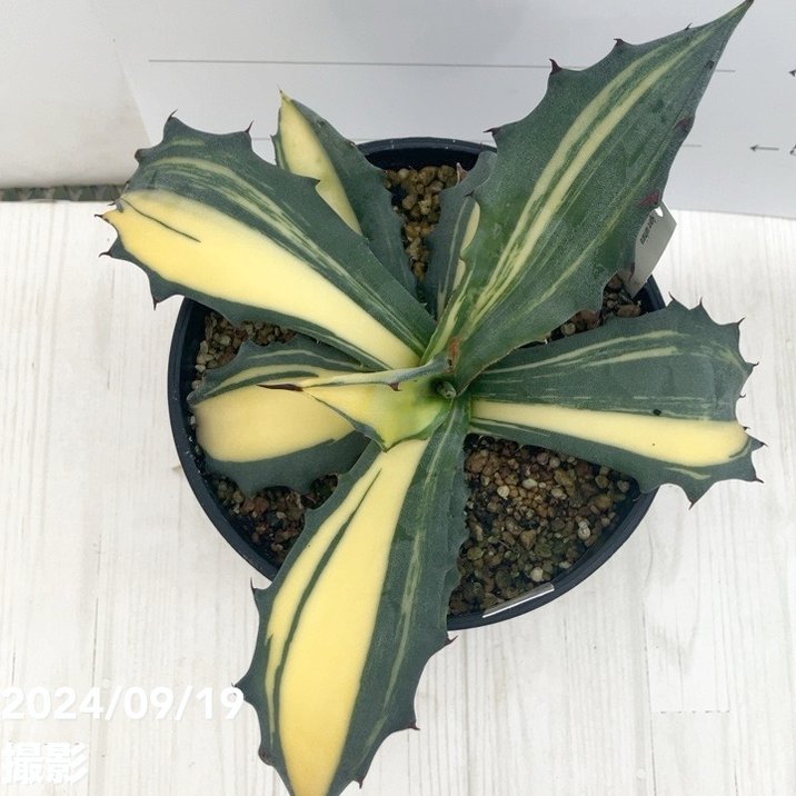 現品お届け】アガベ 5号 赤牙龍 Agave salmiana（A15）｜観葉01-D1