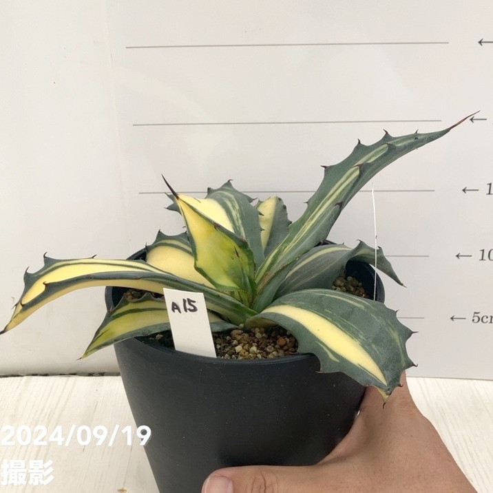 現品お届け】アガベ 5号 赤牙龍 Agave salmiana（A15）｜観葉01-D1