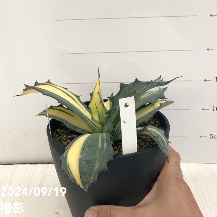 現品お届け】アガベ 5号 赤牙龍 Agave salmiana（A15）｜観葉01-D1