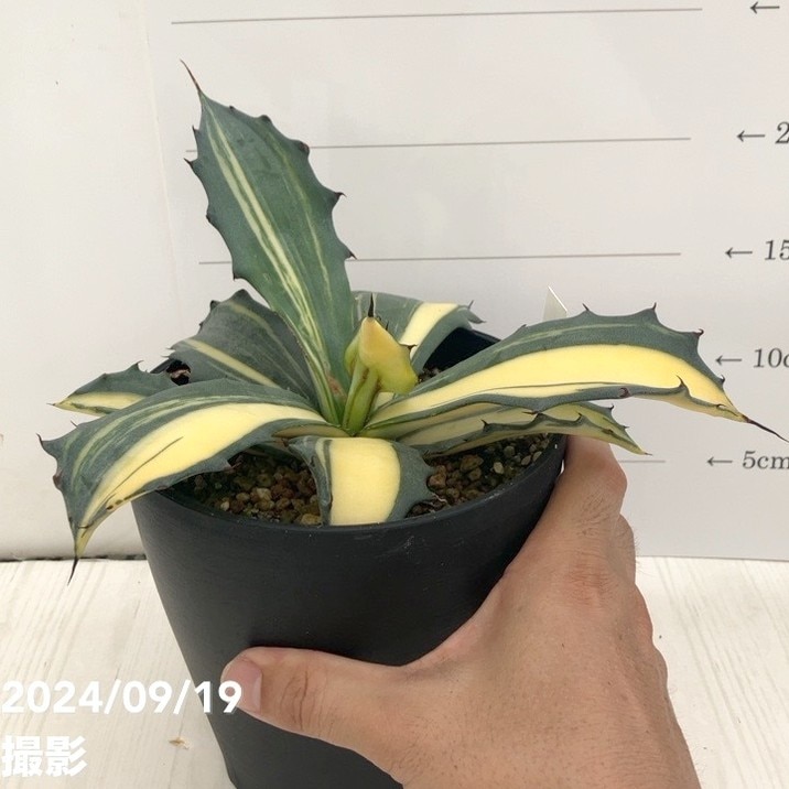 現品お届け】アガベ 5号 赤牙龍 Agave salmiana（A15）｜観葉01-D1
