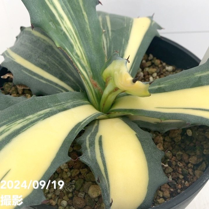 現品お届け】アガベ 5号 赤牙龍 Agave salmiana（A15）｜観葉01-D1