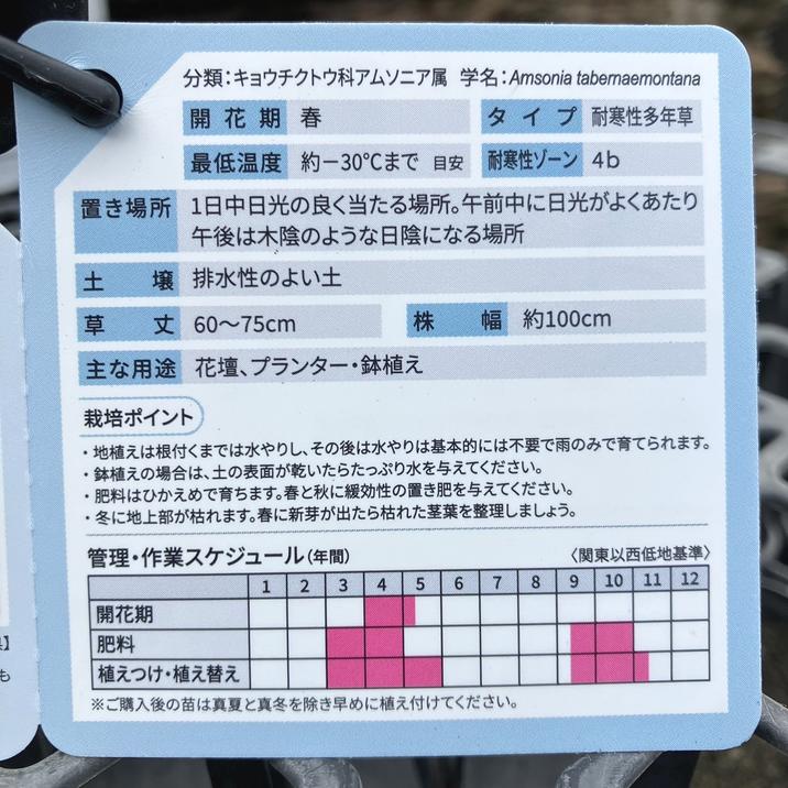 PW アムソニア ストームクラウド 11cmロングポット×2鉢セット|草花04-PA