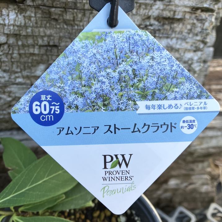PW アムソニア ストームクラウド 11cmロングポット×2鉢セット｜草花04 