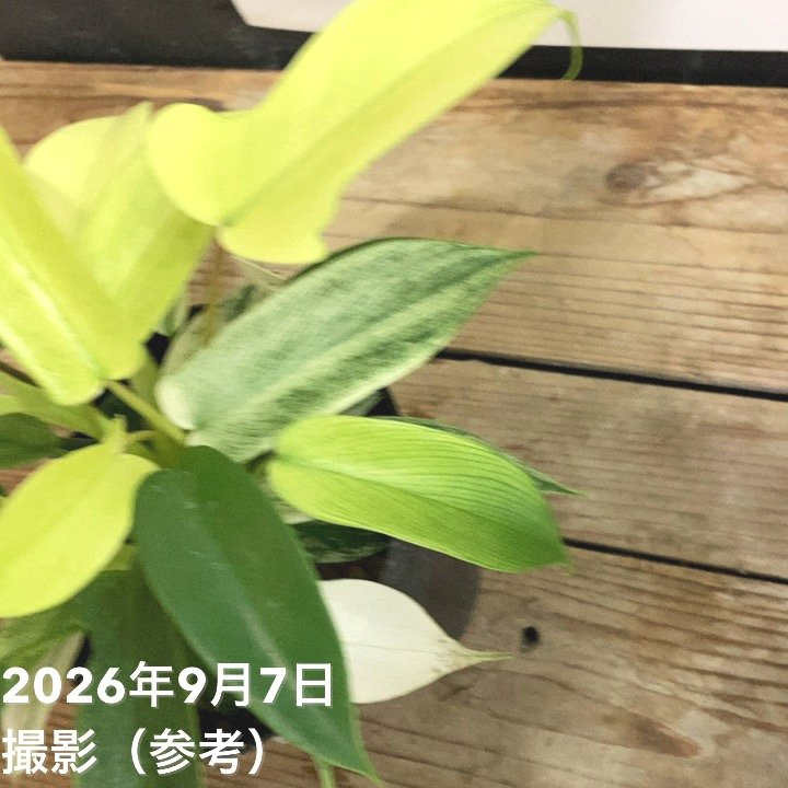 フィロデンドロン フロリダゴースト 3.5号ポット|観葉04-PA