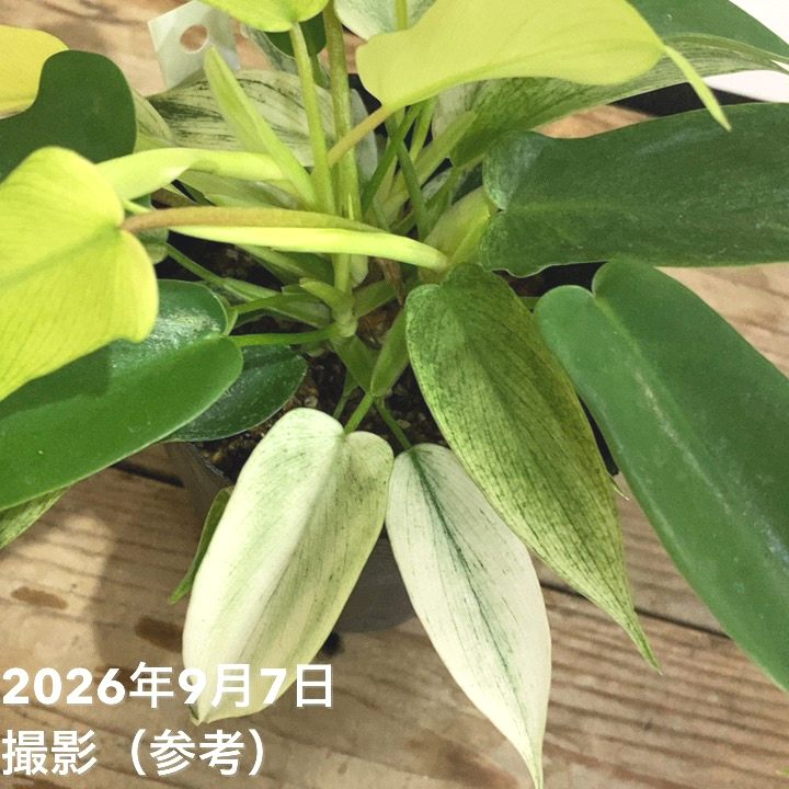 フィロデンドロン フロリダゴースト 3.5号ポット|観葉04-PA