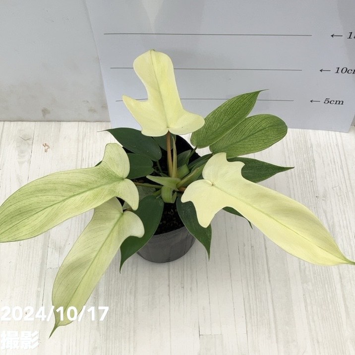 フィロデンドロン フロリダゴースト 3.5号ポット|観葉01-D1