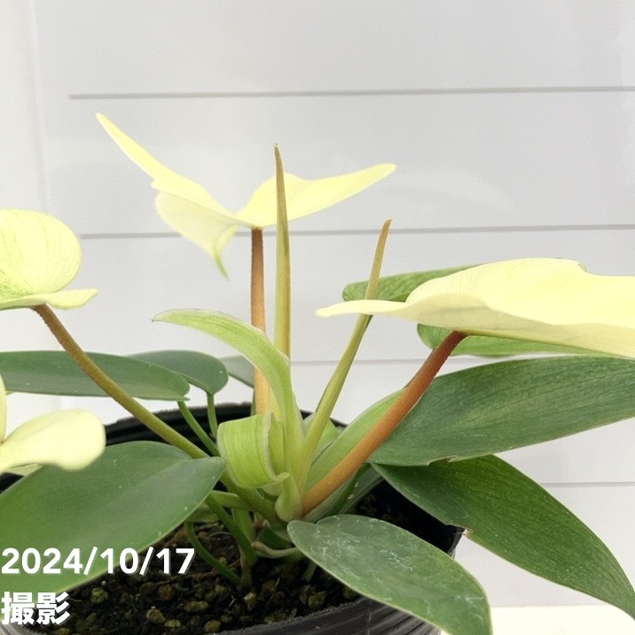 NO.0537 斑入り 古典 フィロデンドロン フロリダゴースト 2