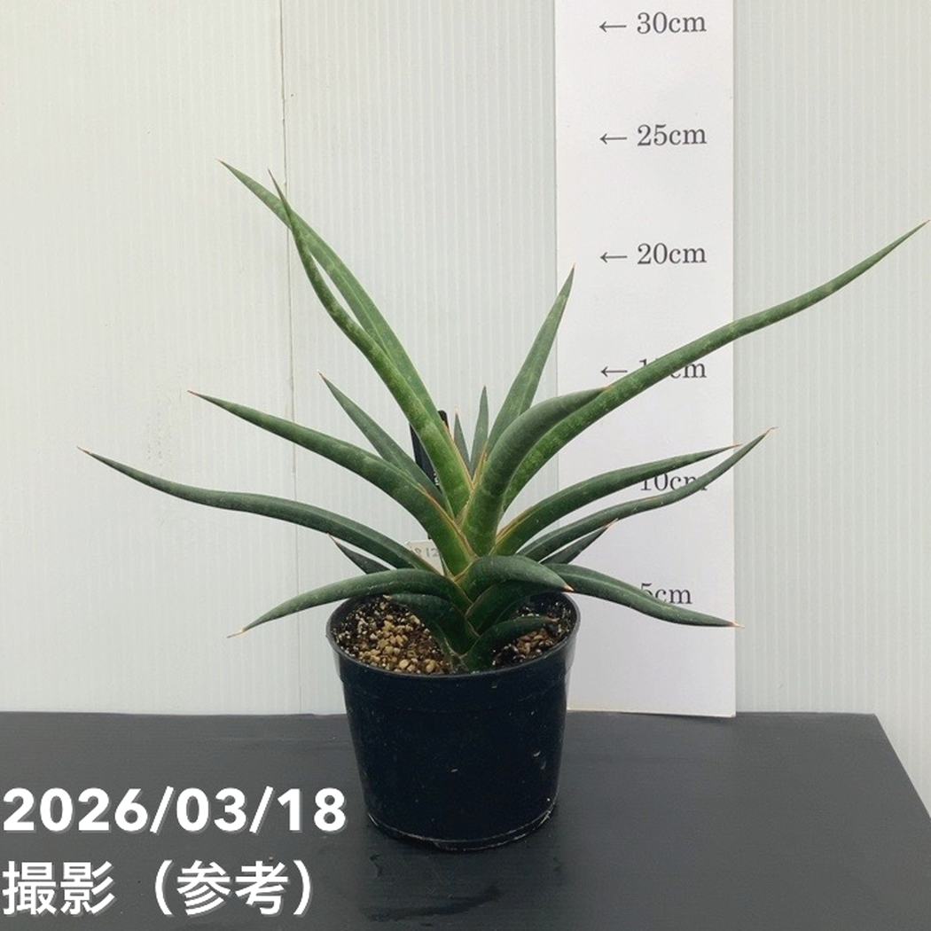 サンスベリア 園芸ネット本店｜サンセベリア：トリファシアータHYB 3号ポット の
