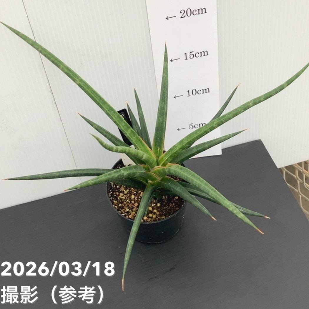 現品お届け】サンスベリア 3.5号 ブラックコーラル（S123）｜観葉02-D2