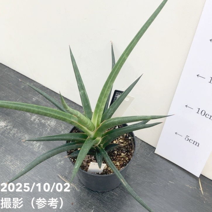 現品お届け】サンスベリア 3.5号 ブラックコーラル（S123）｜観葉02-D2