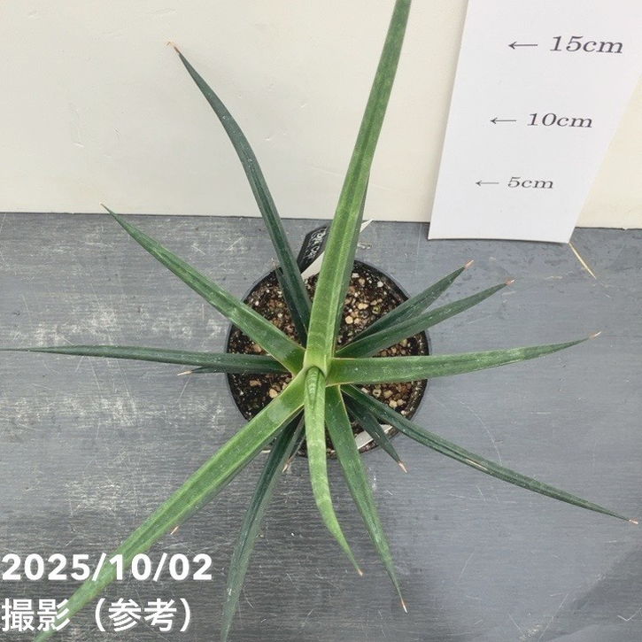 サンスベリア ブラックパール 斑入 S. Black Pearl Var 現品お届け】サンスベリア 3.5号 ブラックコーラル（S123）｜観葉02-D2