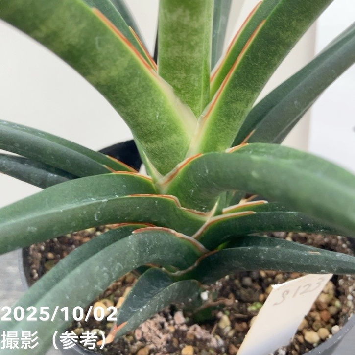 サンスベリア ブラックパール 斑入 S. Black Pearl Var サンスベリア