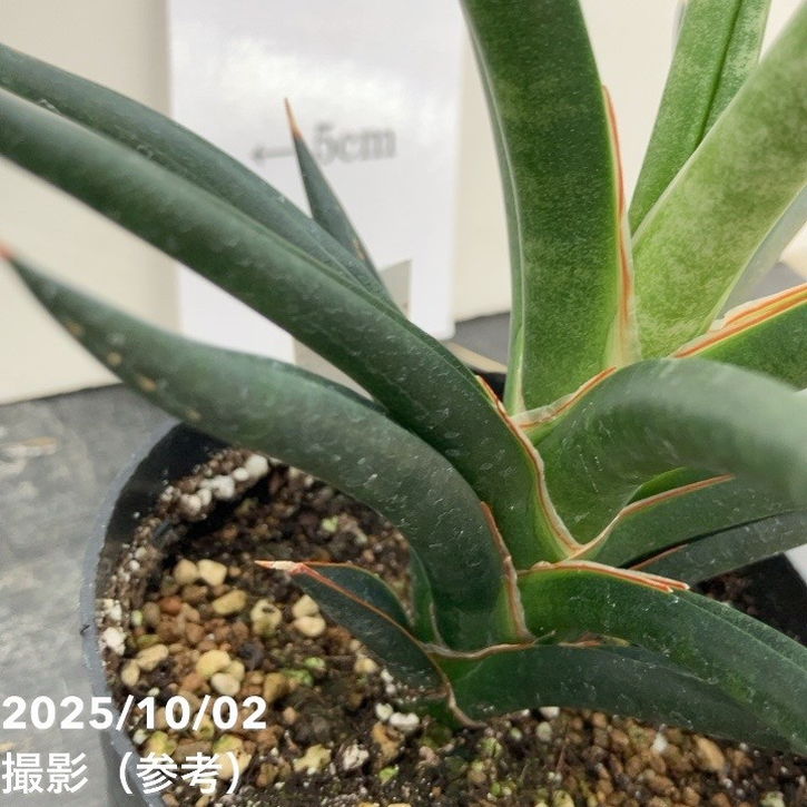 決算P5倍！10%OFF！8/2まで】【現品お届け】サンスベリア 3.5号