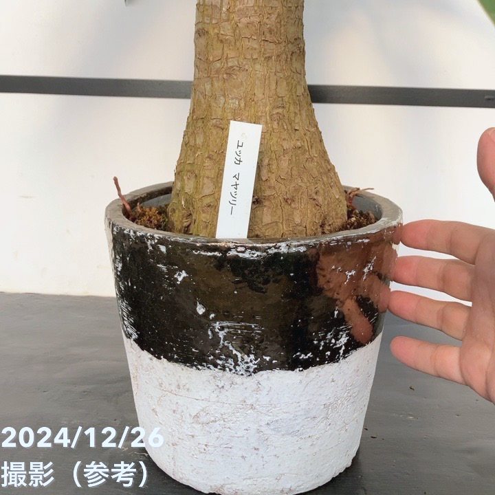 現品お届け】ユッカ 6号 エレファンティペス（Yucca elephantipes