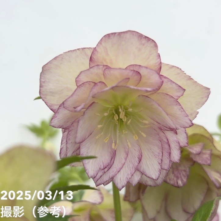 バ*カ様 ラスト1点□広瀬園芸□全身烏 艶々 クリスマスローズ バ*カ様