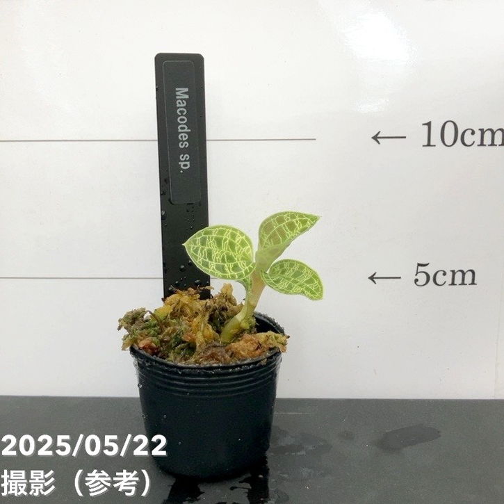 ジュエルオーキッド 1号 Macodes sp.｜洋蘭01-D1 | 草花,洋ラン | 赤塚