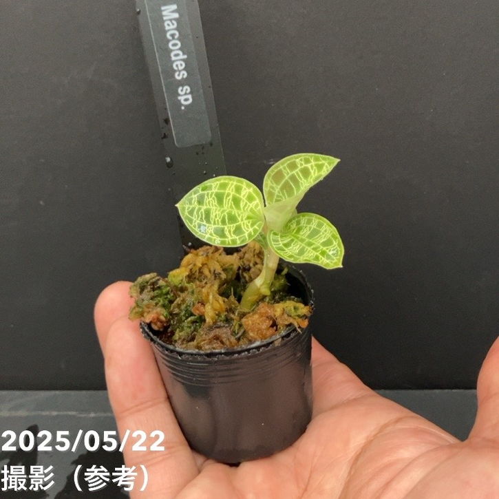 ジュエルオーキッド 1号 Macodes sp.｜洋蘭01-D1 | 草花,洋ラン | 赤塚